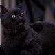 The O.G. Salem from Sabrina the Teenage Witch. Image: ABC
